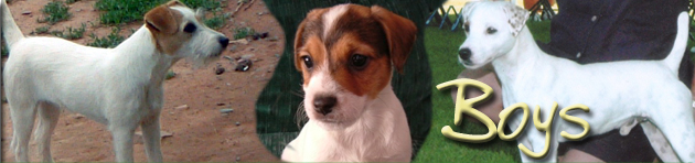 Caudlewood Kennels - Breeders of Purebred Parson Russell Terriers