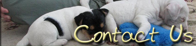 Caudlewood Kennels - Breeders of Purebred Parson Russell Terriers