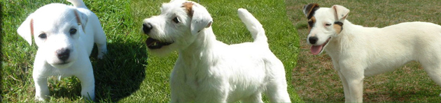 Caudlewood Kennels - Breeders of Purebred Parson Russell Terriers